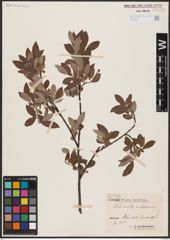 Foto von Salix aurita L. x Salix lapponum L.